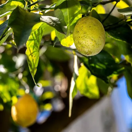 Διαμέρισμα Nonna Pia's House Σορέντο
