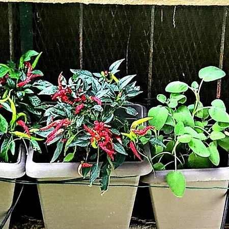 Nonna Pia's House Appartement Sorrente