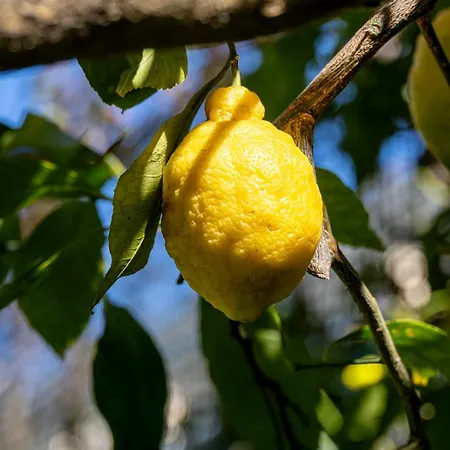 Nonna Pia's House * Sorrente