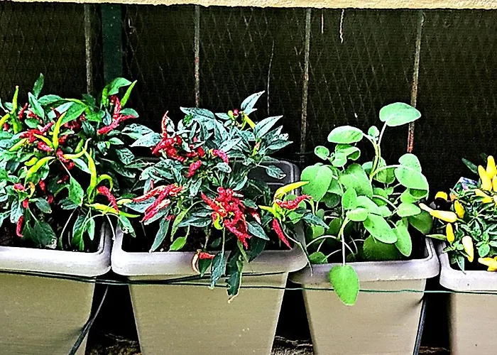 Nonna Pia's House Apartment Sorrent