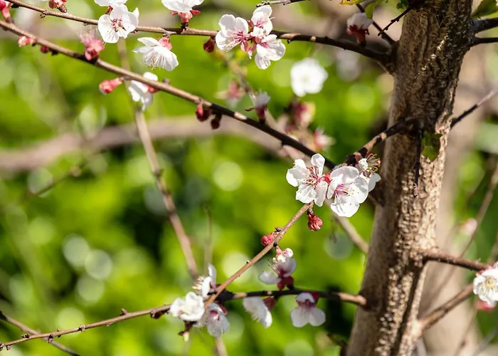 Nonna Pia's House Appartamento Sorrento