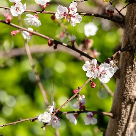Nonna Pia's House Lägenhet Sorrento
