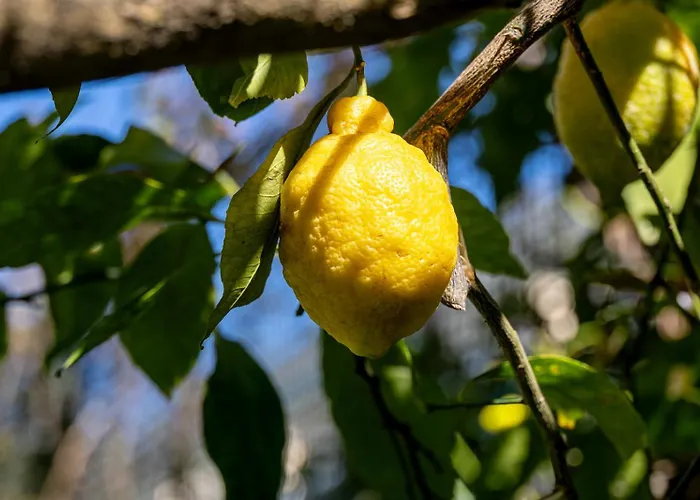 Nonna Pia's House * Sorrento